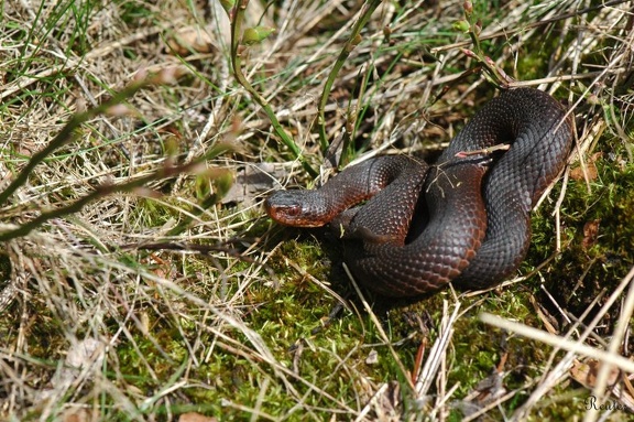 Kreuzotter (Vipera berus)